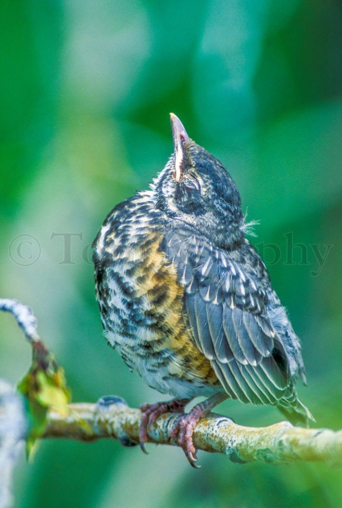 Robin Chick Sleeping