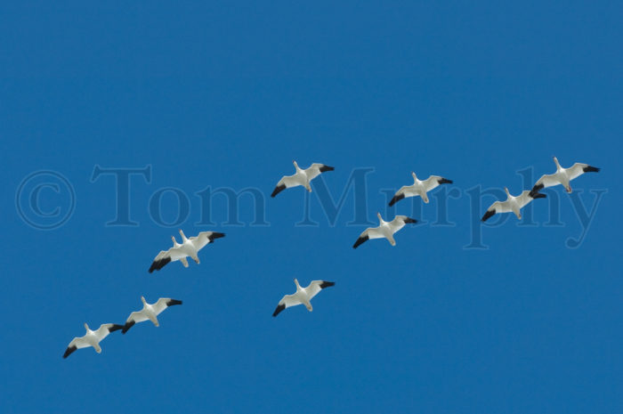 Rosses Geese Flight