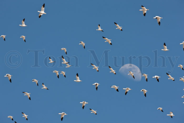 Rosses Geese Moon