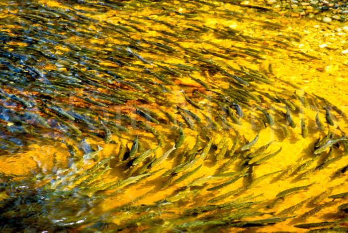 Salmon Swimming In Arc