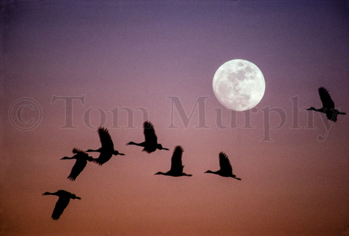 Sandhill Cranes Moon