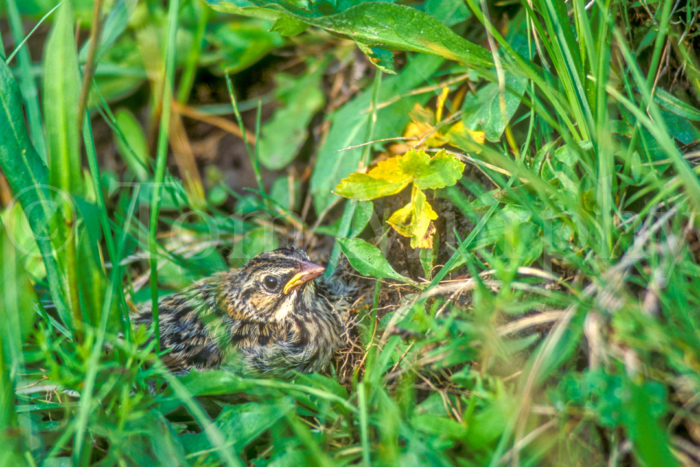 Savannah Sparrow Nest