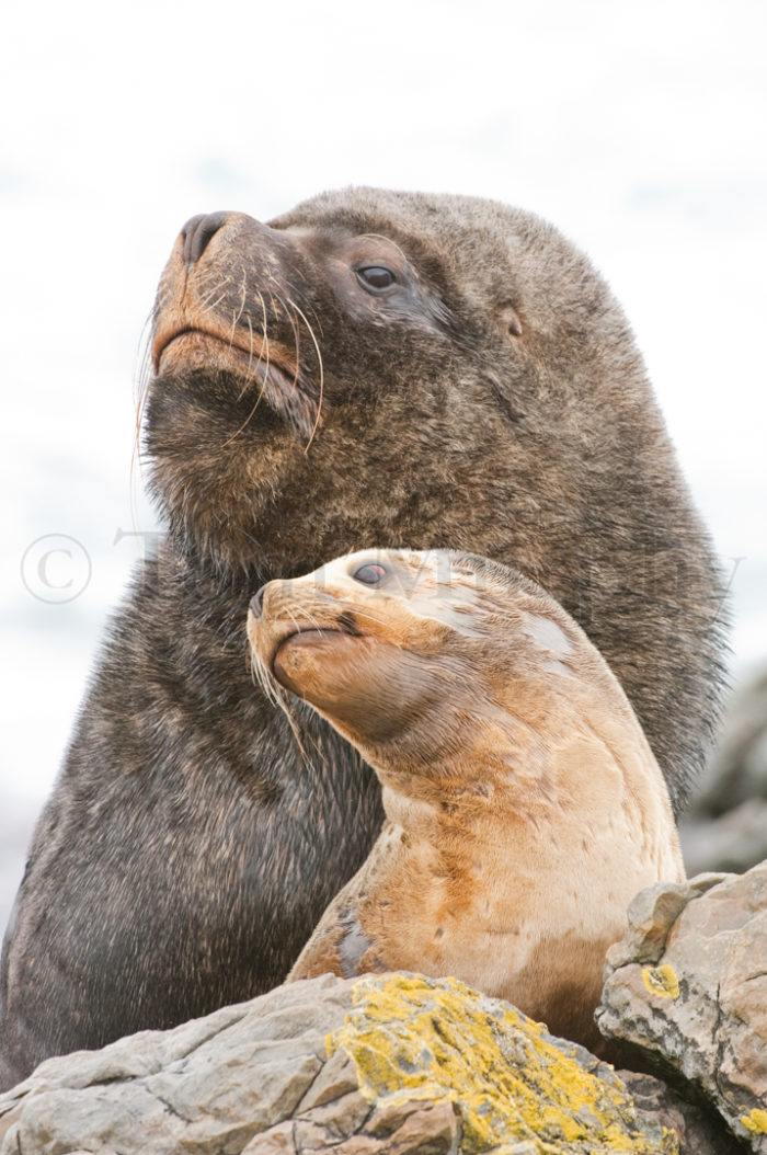 Sea Lion Bull Cow – Tom Murphy Photography