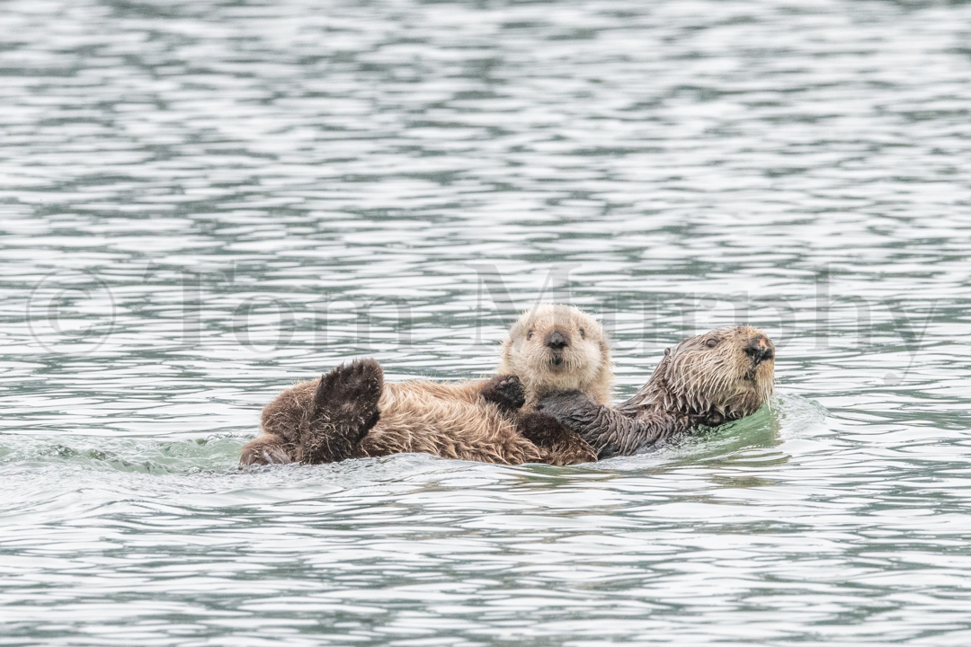 Sea Otter Pups