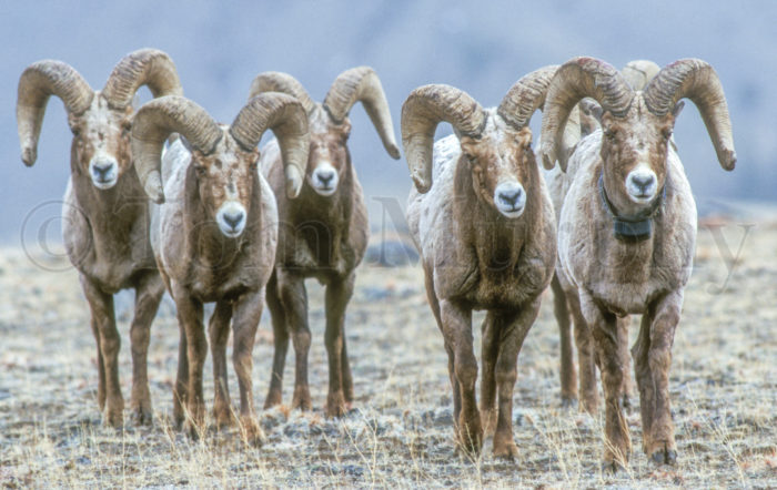 Six Bighorn Rams