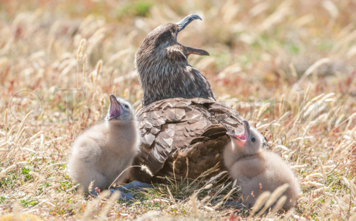 Skua Adult Chicks