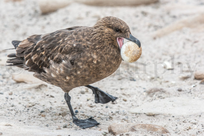 Skua With Gentoo Egg