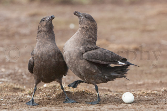 Skuas Fighting  Over Egg