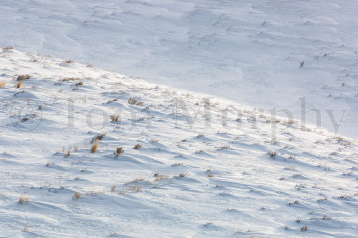Snow Blown Grasses