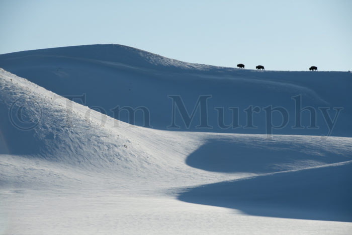 Snowdrifts Bison Bulls Hayden