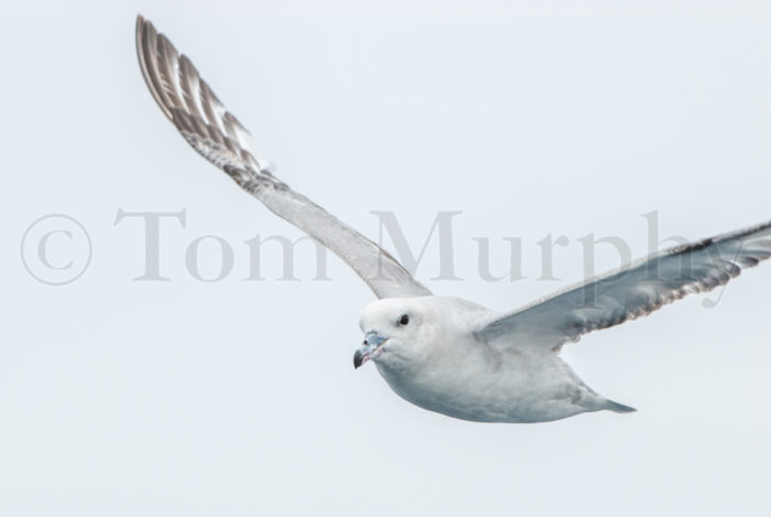 Southern Fulmar Antarctica