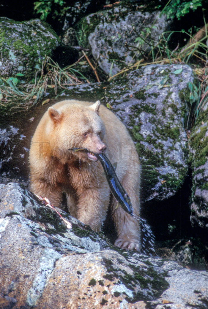Spirit Bear Salmon British Columbia