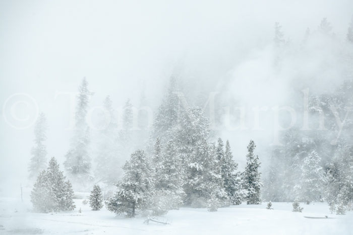 Steam Clouds Frosted Trees