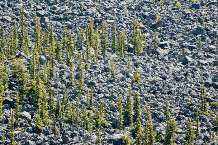 Talus Slope Trees