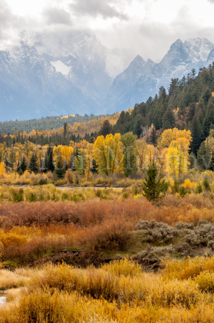 Tetons Autumn Color Willow Cottonwoods