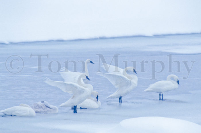 Trumper Swans Flapping On Ice