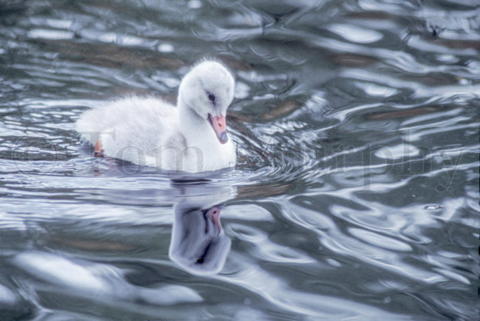 Trumpeter Swan Cygnet Ripples