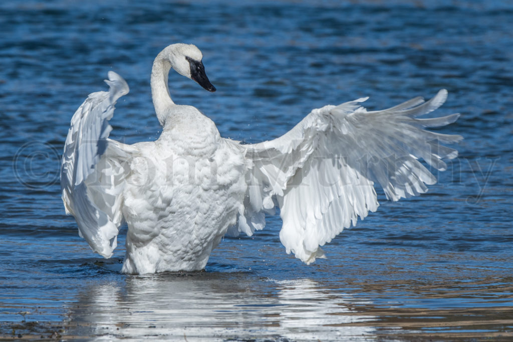 TrumpeterSwanFlaringWings_0282
