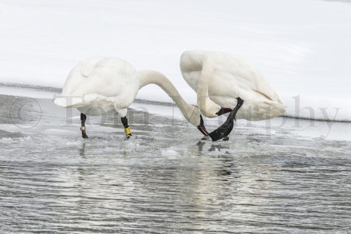 Trumpeter Swans Dancing