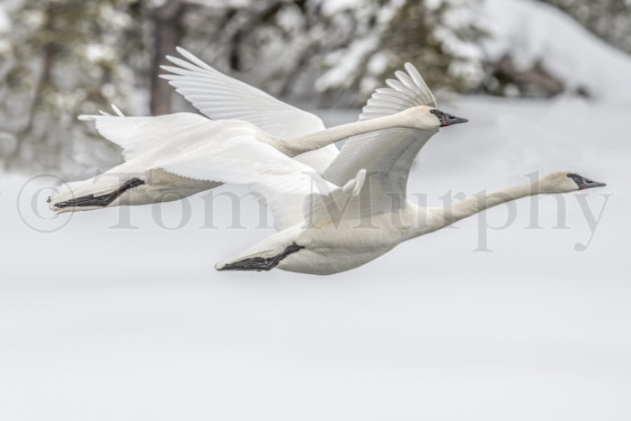 Trumpeter Swans Flying