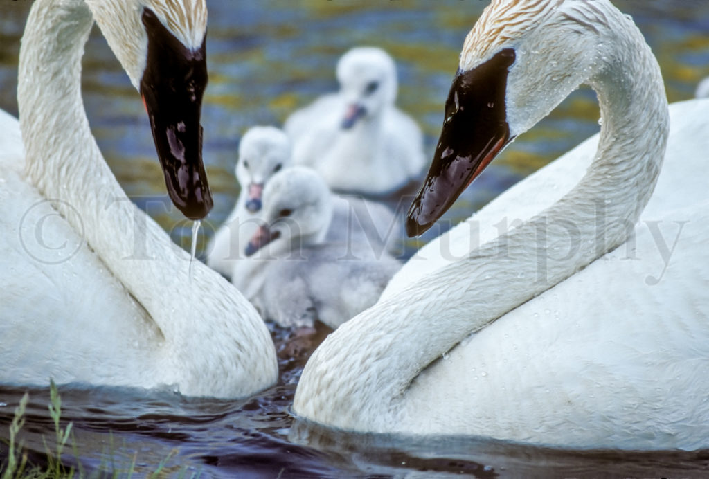 TrumpeterSwansHeart_50334-