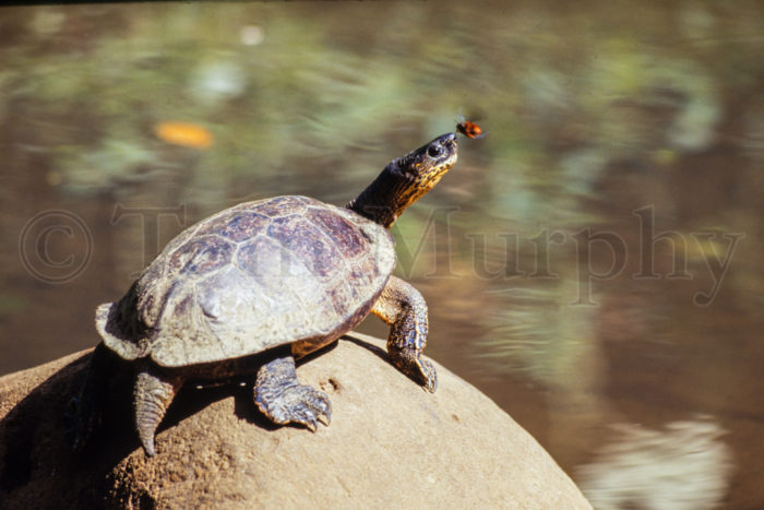Turtle Bee