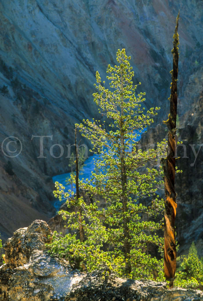 Twisted Lodgepole Pine Grand Canyon Walls