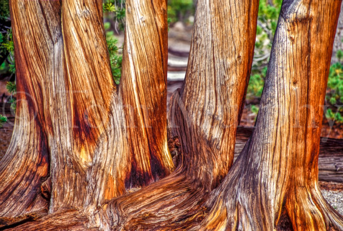 White Bark Pine Trunks
