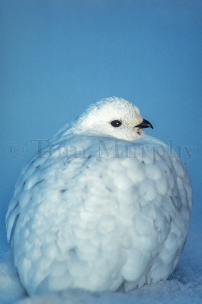 White Tailed Ptarmigan