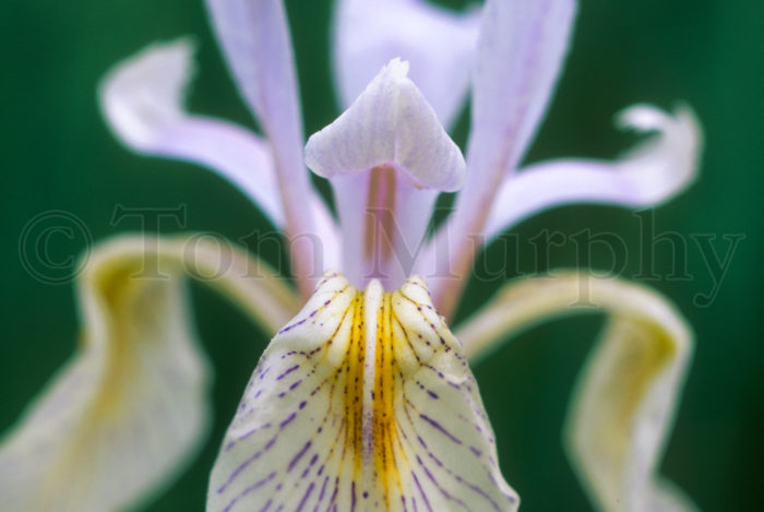 Wild Iris