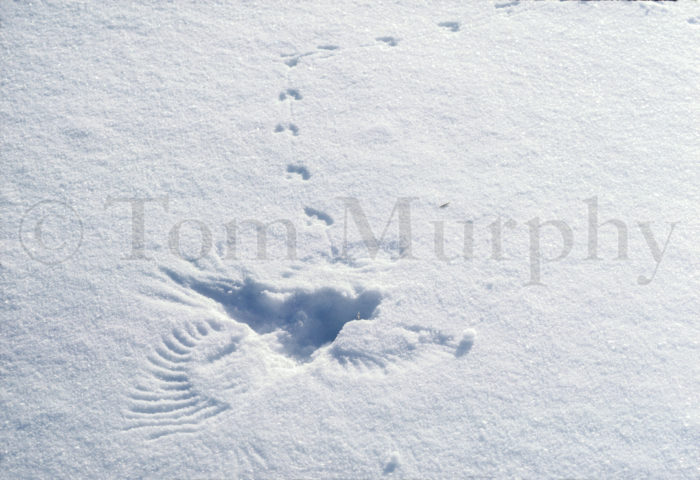 Wing Prints Horizontal