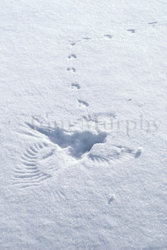 Wing Prints Vertical
