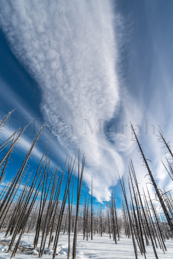 Wispy Clouds Dead Pine Trees