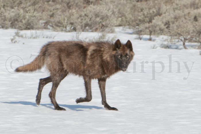 Wolf Snow