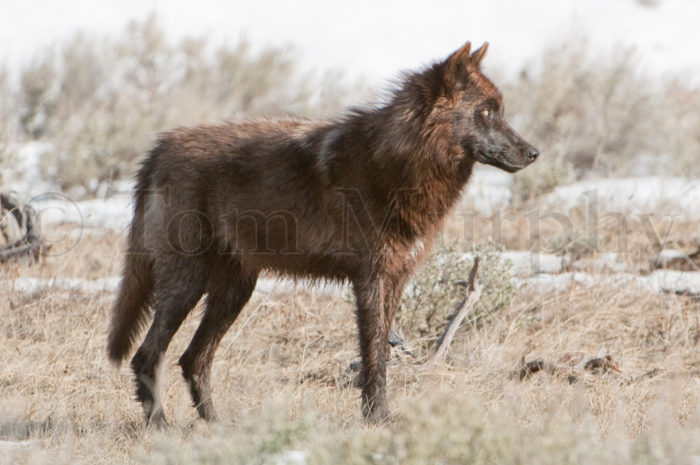 Wolf Standing