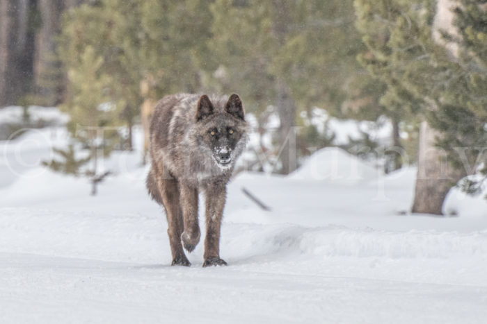 Wolf Walking