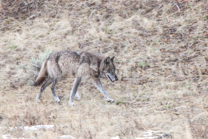 Wolf Walking