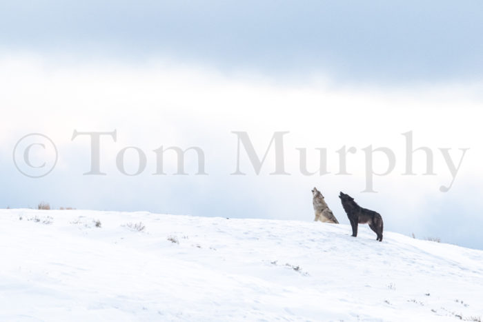 Wolves Howling Snowy Hillside