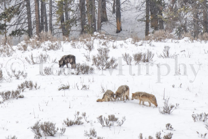 Wolves Playing Snow Running