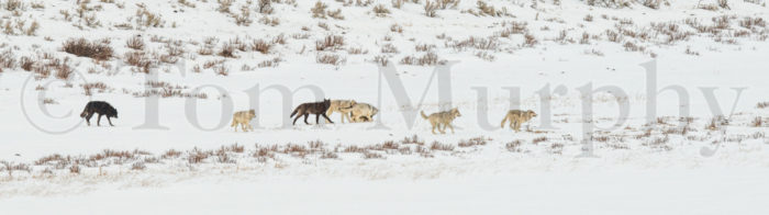 Wolves Playing