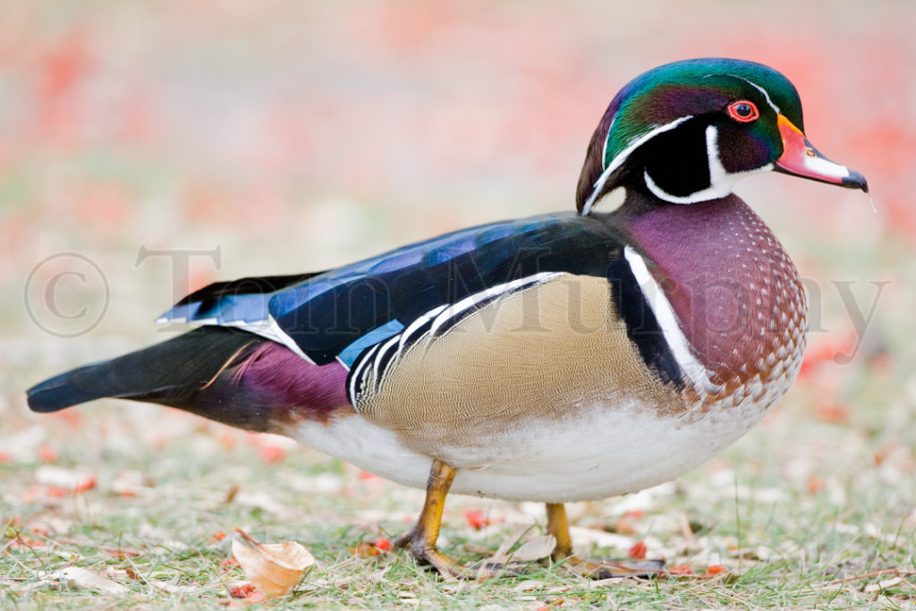 Wood Duck Male – Tom Murphy Photography