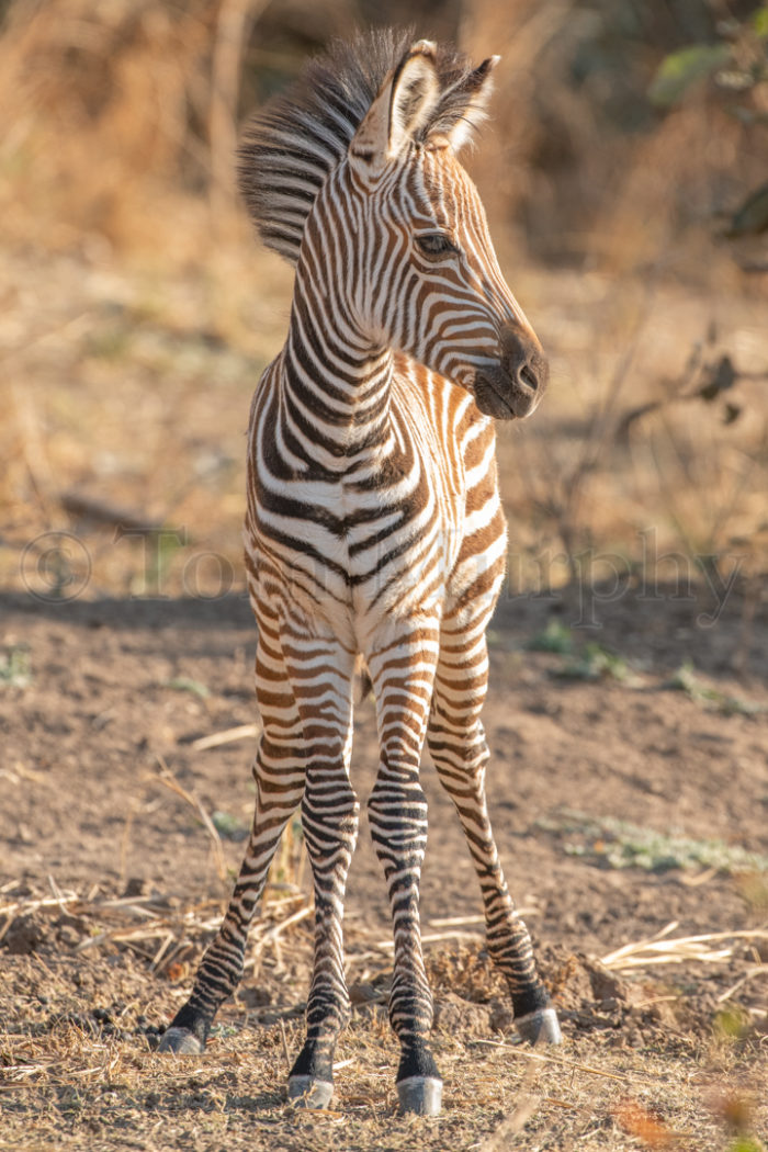 Zebra Colt