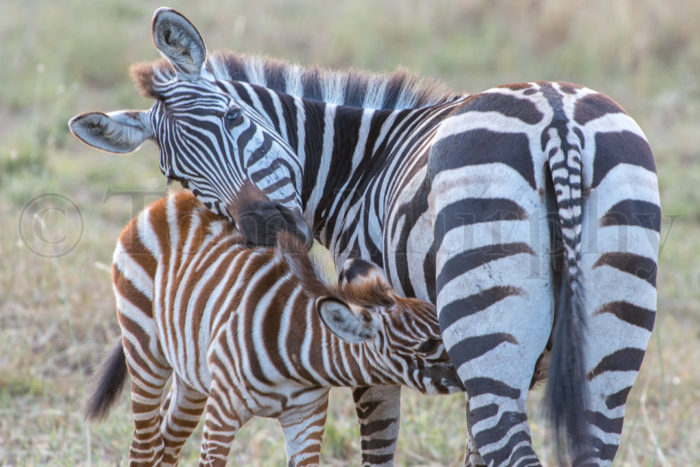 plains zebra Tom Murphy Photography