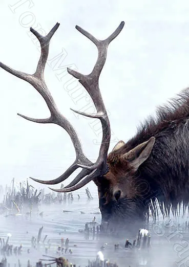 Elk Bull Head in Water – Card