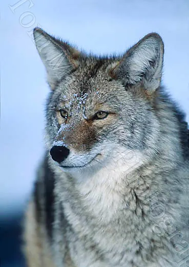 Coyote (head) - Card