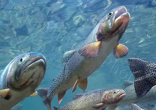 Cutthroat Trout - Card