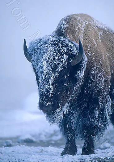 Frost Covered Bison Head – Card