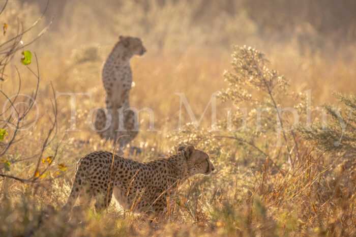 Hunting Cheetahs