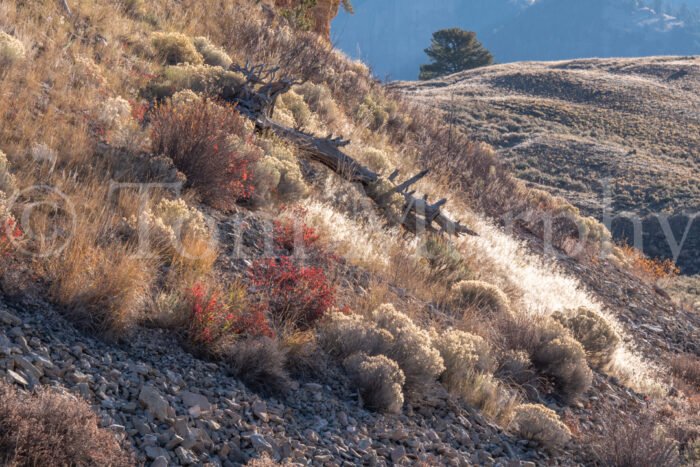 Fallen Tree on a Hill