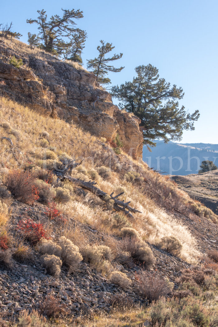 Golden Cliff Face